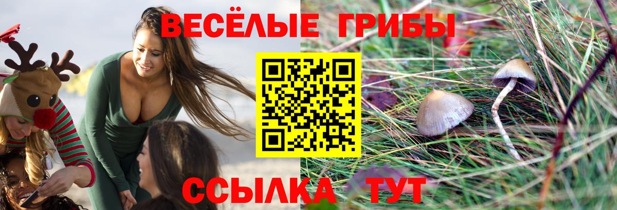 Псилоцибиновые грибы Psilocybe Городец